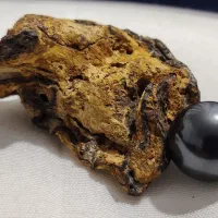 شهاب سنگ و فسیل