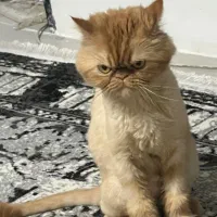 گربه ماده پرشین گارفیلدی معاوضه با بچه گربه