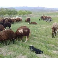 سلام ۱۷ راس میش بره داربرها بزرگ میش هاجوان
