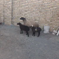 میش‌دوقلو‌زا شالی‌جوان‌عشقی