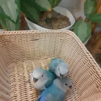 سه عدد کوتوله نرمه خور|پرنده|اردکان, |دیوار