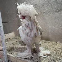 خروس کاکلی پاپر