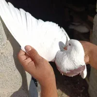 کبوتر|پرنده|پارسآباد, |دیوار