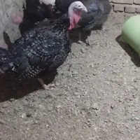 بوقلمون|حیوانات مزرعه|مروست, |دیوار