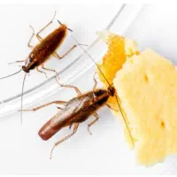 طعمه موش سم ساس مارمولک موریانه گال سوسک..|عمدهفروشی|قم, چهل درخت|دیوار