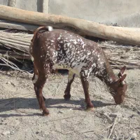 کهرنرنقشی|حیوانات مزرعه|بندرعباس, |دیوار