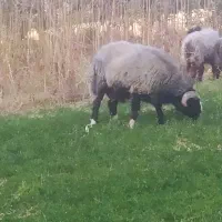 قوچ لک|حیوانات مزرعه|سپیدان, |دیوار