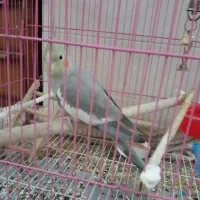 عروس هلندی ماده کاملا سالم و اماده جفت گیری