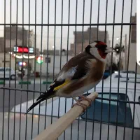 سهره تازه صاف