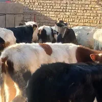 گوساله سیمنتال