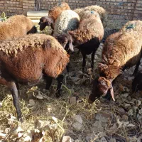 میش جوان آبستن افشاری|حیوانات مزرعه|قیدار, |دیوار