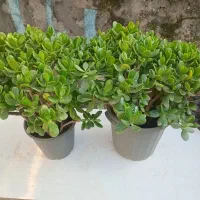 گل  یشم|گل و گیاه طبیعی|رشت, جهاد|دیوار