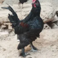 فروش خروس و مرغ رسمی|حیوانات مزرعه|کهریزک, |دیوار