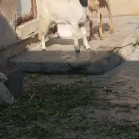 فقط تماس پاسخگو هستم