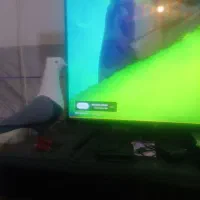 نیرو خدمات و نظافت