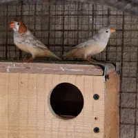 فنچ کینگ اوروپایی فاعو