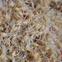 تا۱۰ روز دیگه پخت سمنورا داریم|خوردنی و آشامیدنی|مهریز, |دیوار