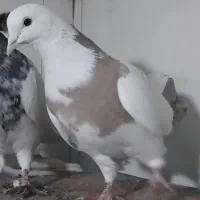 کبوتر گمشده