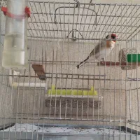 سهره چهارگل