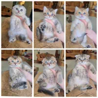 اسکاتیش و بریتیش