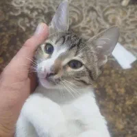 واگذاری رایگان گربه سه ماهه