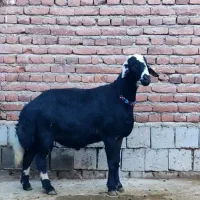 بره نر و بره ماده