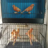 قناری سرخ ردفکتور