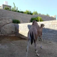 شتر|حیوانات مزرعه|خفر, |دیوار