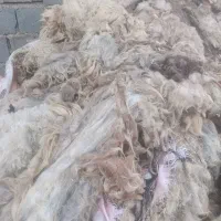 پشم گوسفند|رختخواب، بالش، پتو|بجنورد, |دیوار