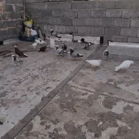 جو عرب