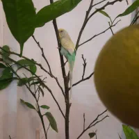 یک عددمرغ عشق فول دستی