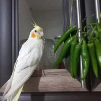 ۳میلیون مژدگانی