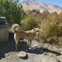 سگ سرابی اصیل اصیل زات دار|سگ|کامیاران, |دیوار