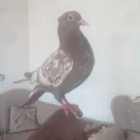 جوجه سینه سرخ پاک پاک