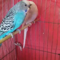 یه جفت مرغ عشق