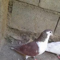 کفتر ساده .خال.سینه
