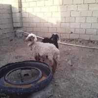 دجیجه برندیل
