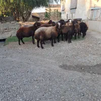 14راس گوسفند جوان همه آبستن سنگین درجه یک