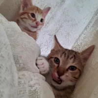 بچه گربه خانگی