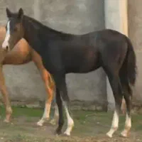 فروش کره نریان