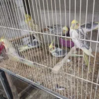 جفتهای مولداصلاح نژادارمنستانی تضمینی آیهان|پرنده|خوی, |دیوار