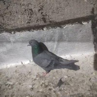 کفتر شهرستان مناسب|پرنده|یزد, |دیوار