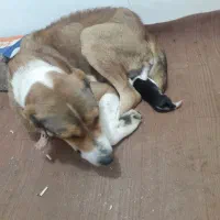 مادرش الابای خراسانی توله ۱۰نر