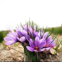 فروش گل زعفران زاوه