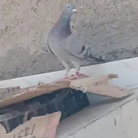 تعدادی کبوتر گمشده