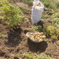 زمین اجاره ای