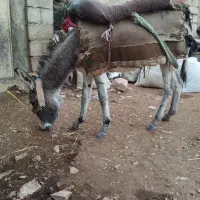 خر گله ای