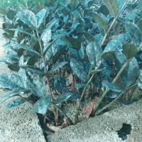 زاموفیلیا بلک ریشه لخت عمده