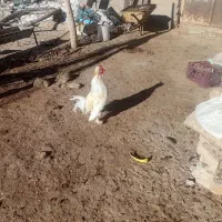 ۲۰ عدد|حیوانات مزرعه|افشار, |دیوار