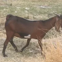 دو عدد بز اپس سه ماهه|حیوانات مزرعه|ایرانشهر, |دیوار